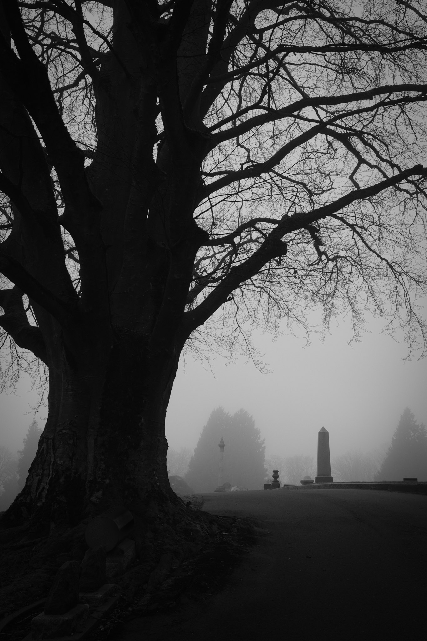 A silhouetted tree with gravestone behind it